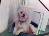 Image photos du portable ericsson 17