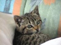 Misty et prisca avec white 4